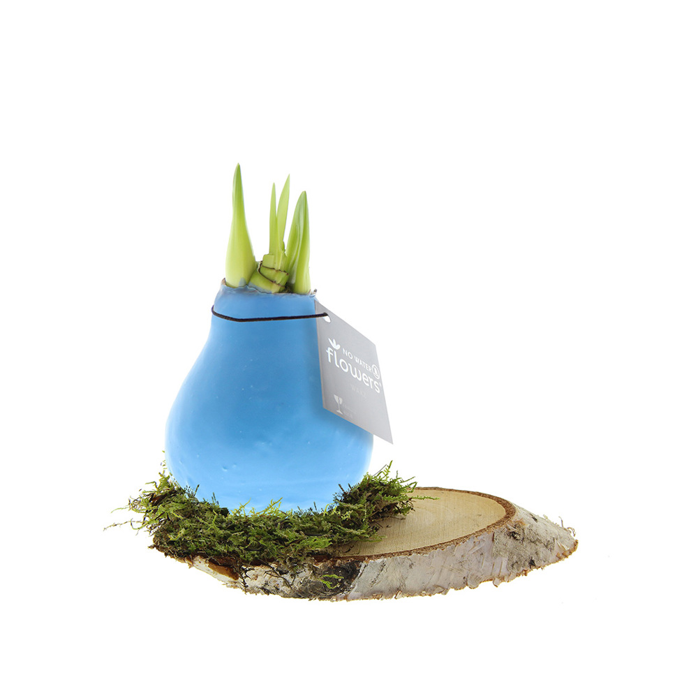 No Water Flowers® - Waxz® on wood - voor bedrijven en relatiegeschenken - Pastel blauw