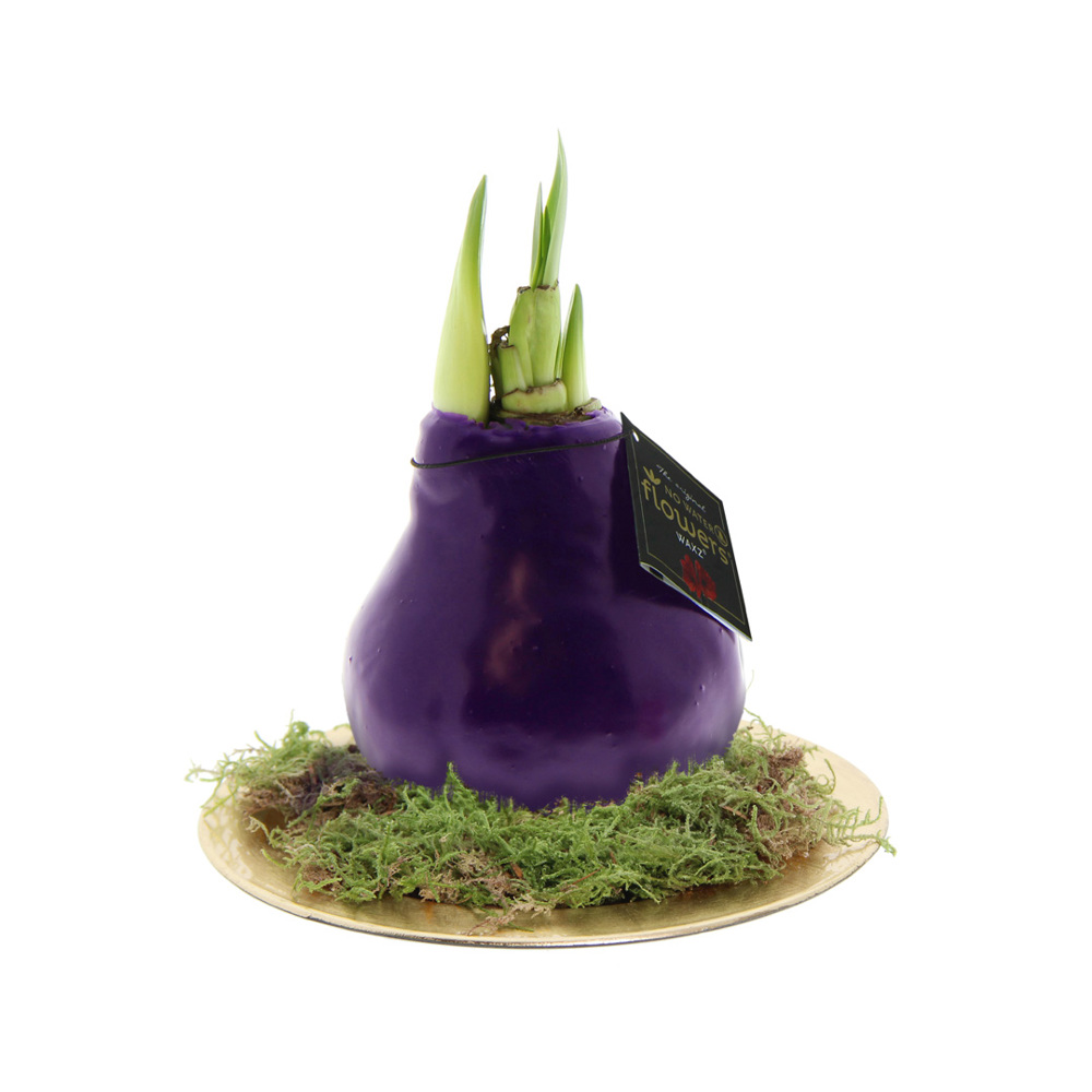 No Water Flowers® - Waxz® on golden dish - met logo of onbedrukt bestellen - paars