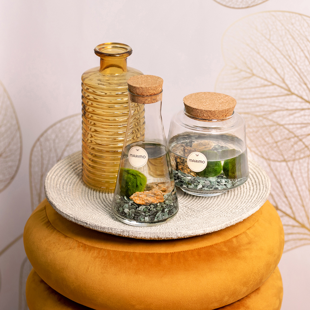 Marimo moss balls - Bottle medium, Zonder verpakking