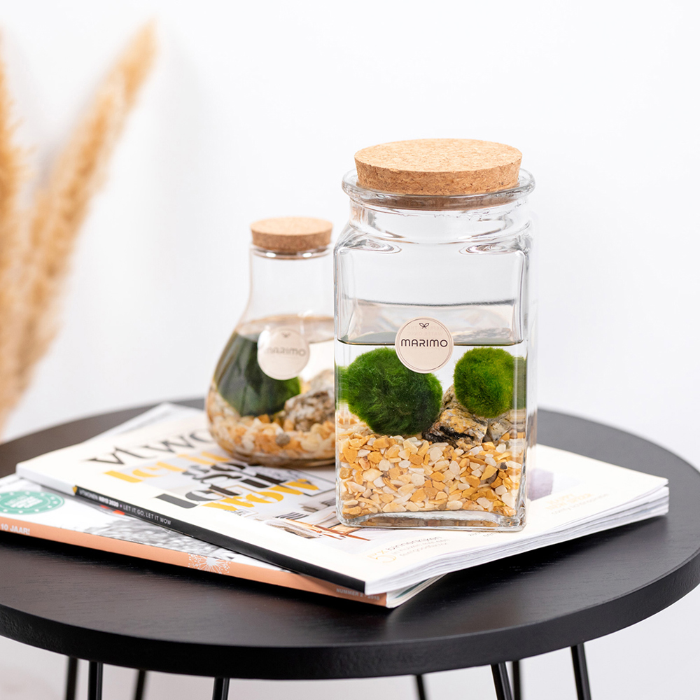Marimo moss balls - Bottle medium, Zonder verpakking