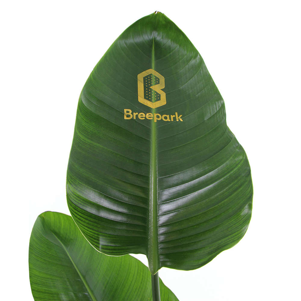 Message Printz® - Strelitzia small - bedrukt of onbedrukt verkrijgbaar