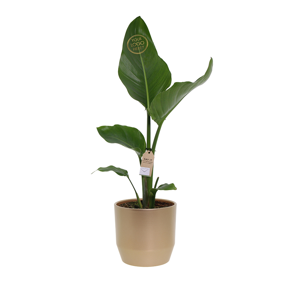 Message Printz® - Strelitzia small - bedrukt of onbedrukt verkrijgbaar
