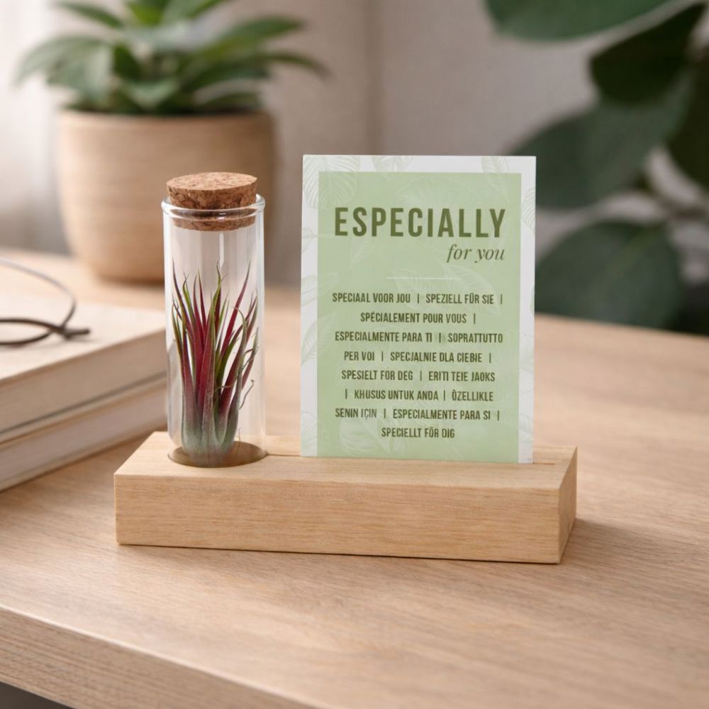 Airplant - Cardholder & tube - met logo of onbedrukt bestellen