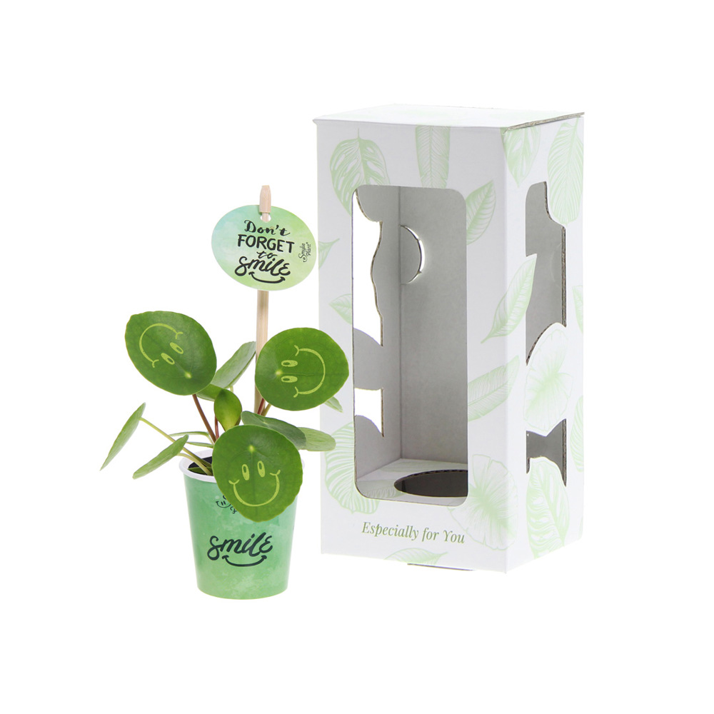 Smylieplant® - Happy in papercup (small), In giftbox