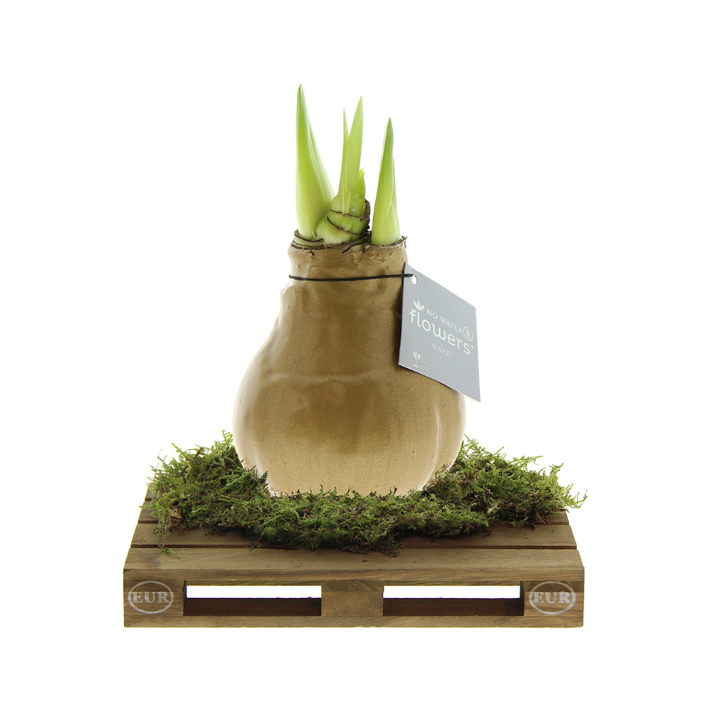 No Water Flowers® - Waxz® on pallet - met logo of onbedrukt bestellen - goud
