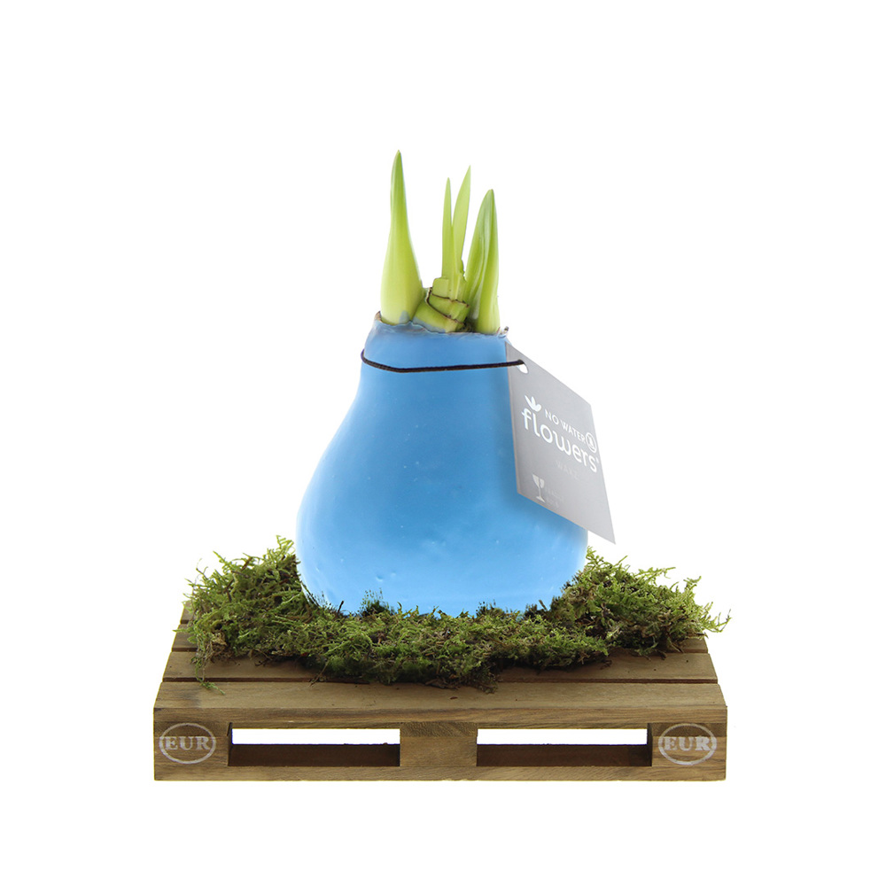 No Water Flowers® - Waxz® on pallet - met logo of onbedrukt bestellen - Pastel blauw