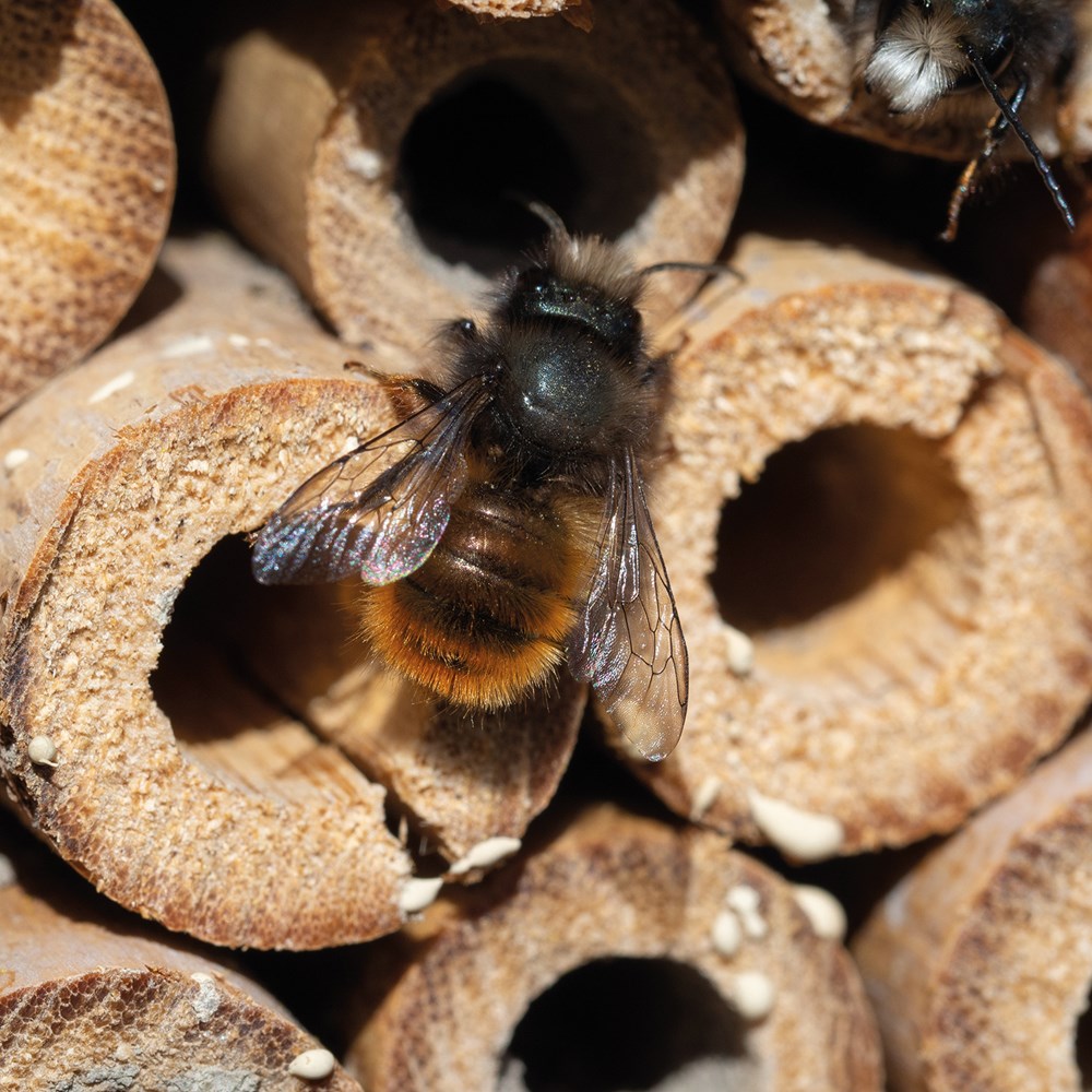 Insektenhotel
