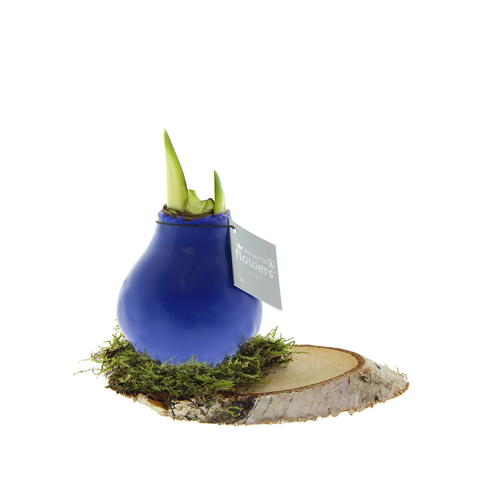 No Water Flowers® - Waxz® on wood - voor bedrijven en relatiegeschenken - blauw