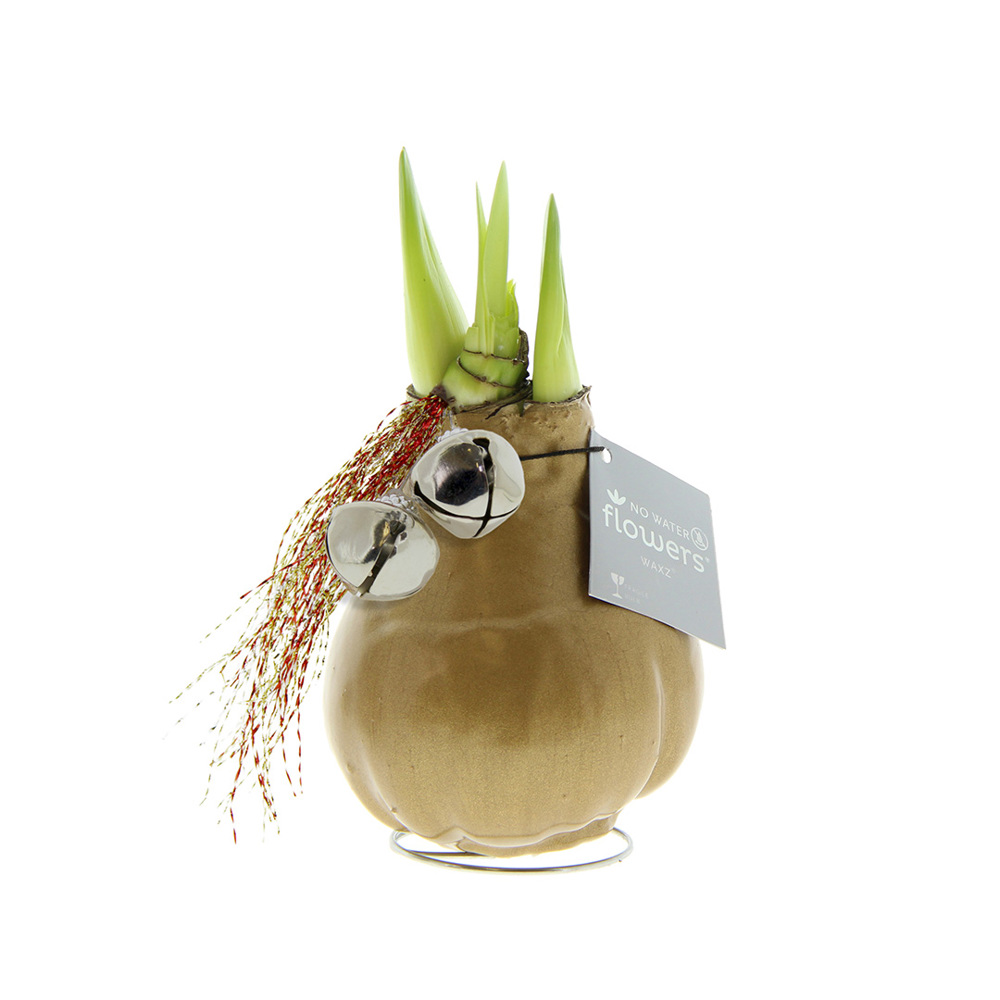 No Water Flowers® - Jingle Bellz - voor bedrijven en relatiegeschenken - goud
