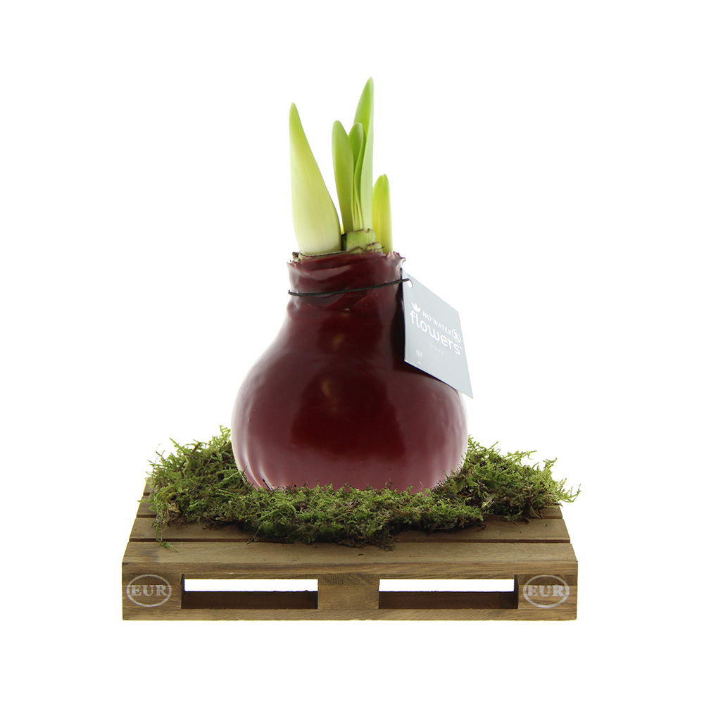No Water Flowers® - Waxz® on pallet - met logo of onbedrukt bestellen - bordeaux