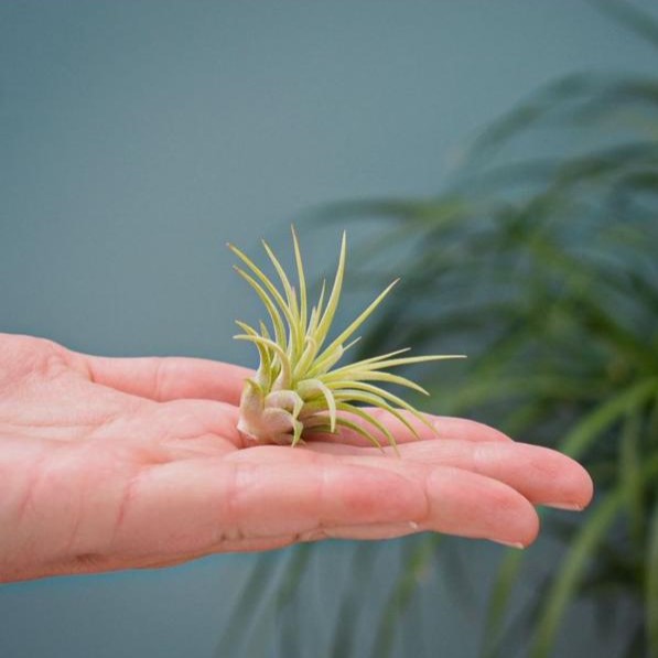 Airplant - Single tube & wood - voor bedrijven en relatiegeschenken