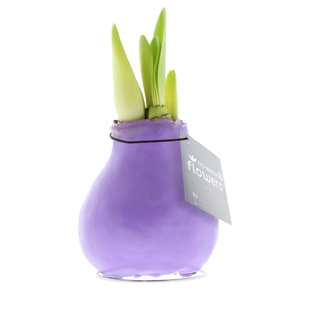 No Water Flowers® - Waxz® Colours - kopen of bedrukken - Pastel paars