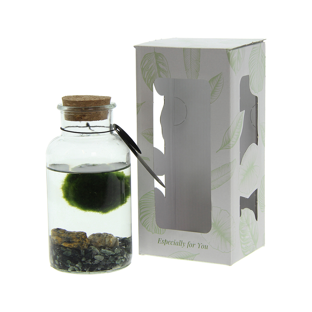 Marimo moss balls - Bottle medium, Zonder verpakking