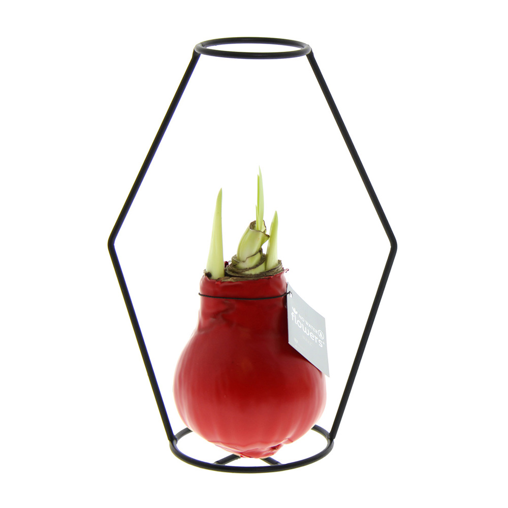 No Water Flowers® - Formz modern - kopen of bedrukken - rood