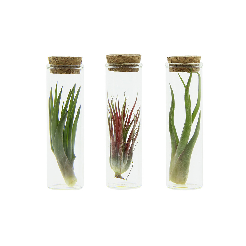 Airplant - Glass bottle small - bedrukt of onbedrukt verkrijgbaar