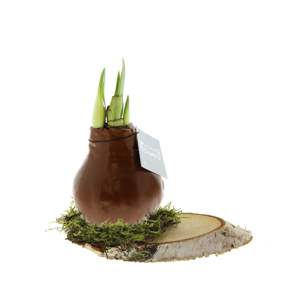 No Water Flowers® - Waxz® on wood - voor bedrijven en relatiegeschenken - koper