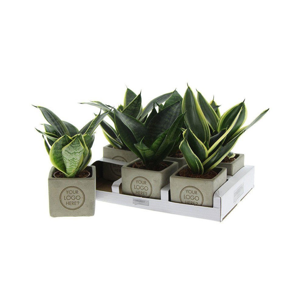 Congreet® plantpots small, Zonder verpakking