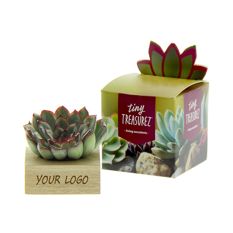 Tiny Treasurez® - Single wood in giftbox - voor bedrijven en relatiegeschenken
