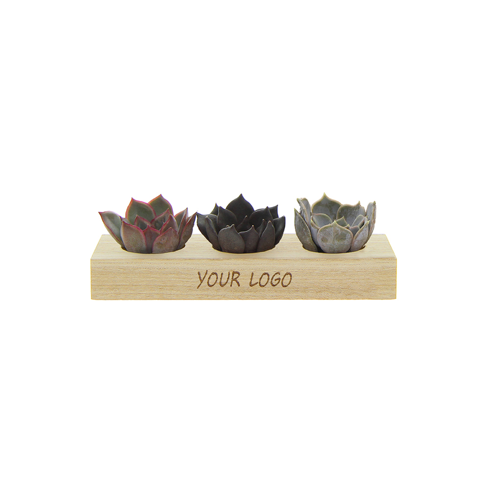 Tiny Treasurez® - Trio wood - voor bedrijven en relatiegeschenken
