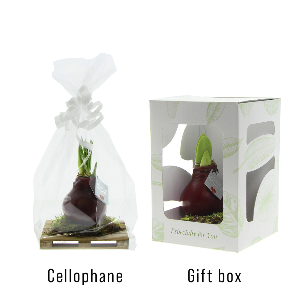 No Water Flowers® - Waxz® on pallet, In giftbox, Oranje