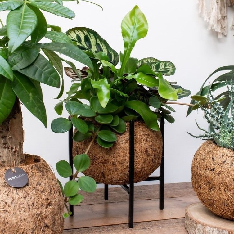 Kokodama® - Industrial easy green mix (M), Zonder verpakking
