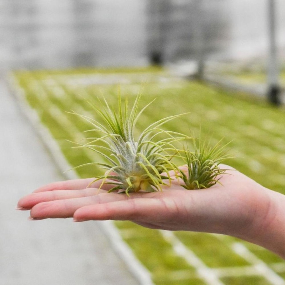 Airplant - Single tube & wood - voor bedrijven en relatiegeschenken