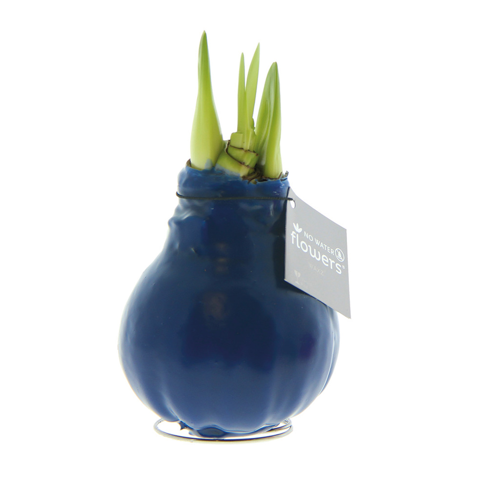 No Water Flowers® - Waxz® Colours - kopen of bedrukken - Donkerblauw