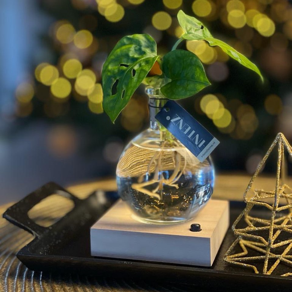 Hydroponic plants - Light plant in giftbox - bedrukt of onbedrukt verkrijgbaar