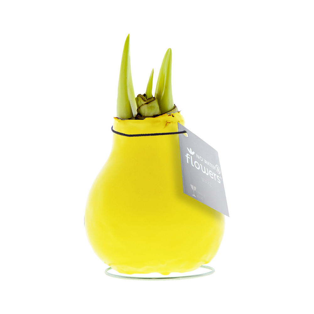 No Water Flowers® - Waxz® Colours - kopen of bedrukken - geel