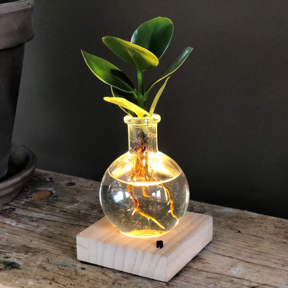 Hydroponic plants - Light plant in giftbox - bedrukt of onbedrukt verkrijgbaar