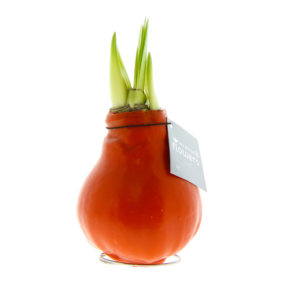 No Water Flowers® - Waxz® Colours - kopen of bedrukken - oranje