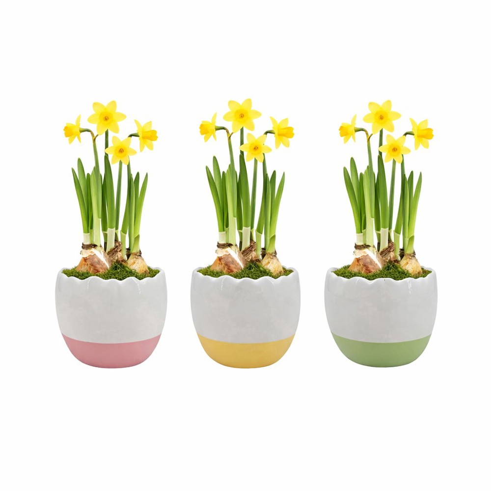 Easter colourful stand medium - Narcis - kopen of bedrukken