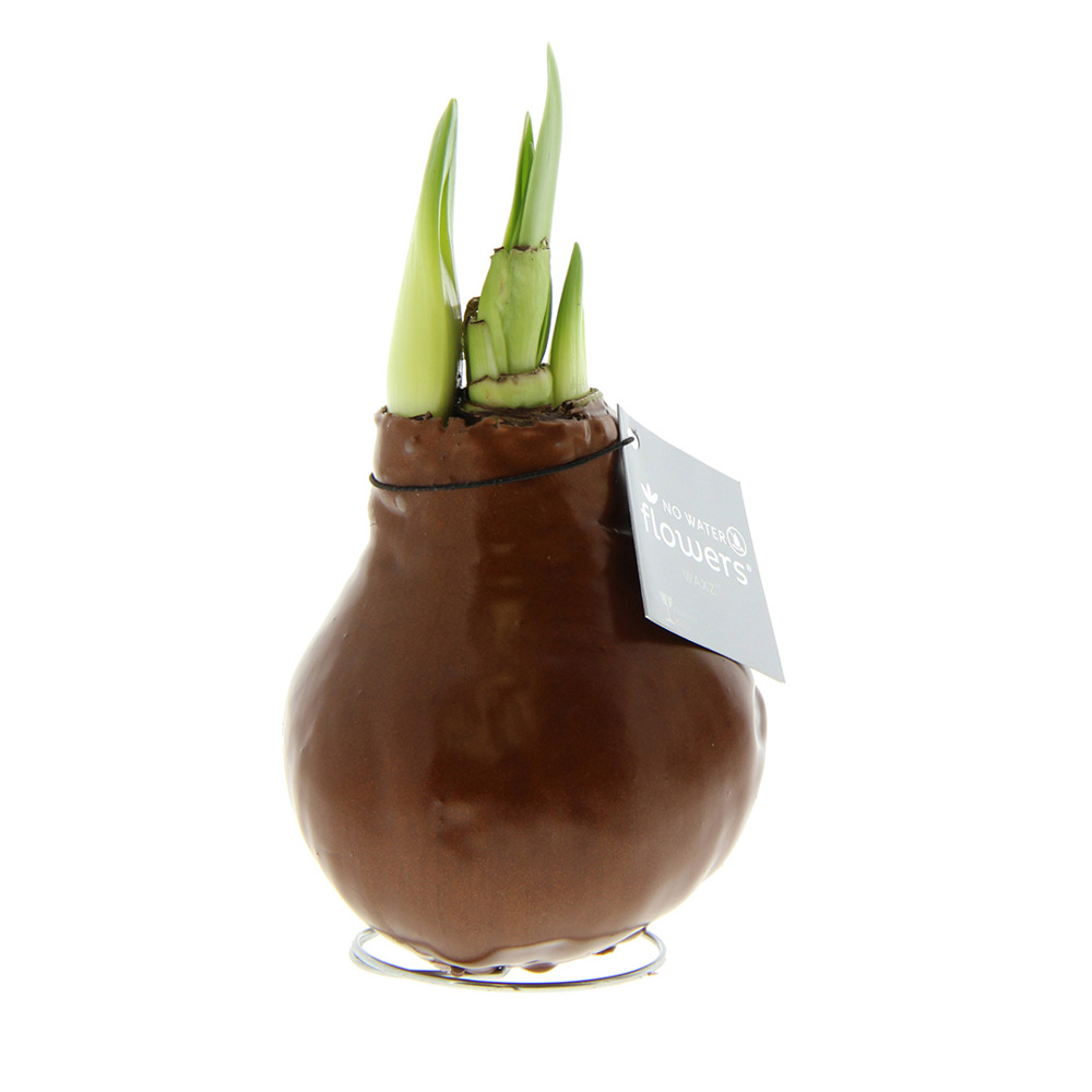 No Water Flowers® - Waxz® Colours - kopen of bedrukken - koper