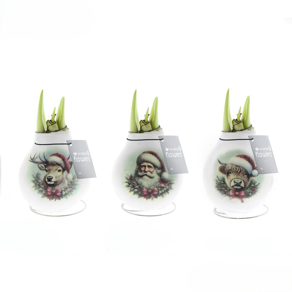 No Water Flowers® - Craftz Santa & Friends mix - kopen of bedrukken