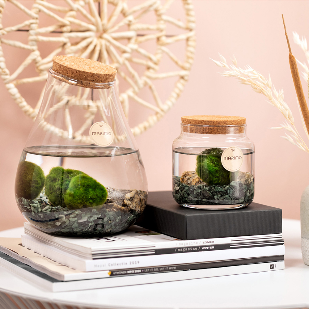 Marimo moss balls - Bottle medium, Zonder verpakking