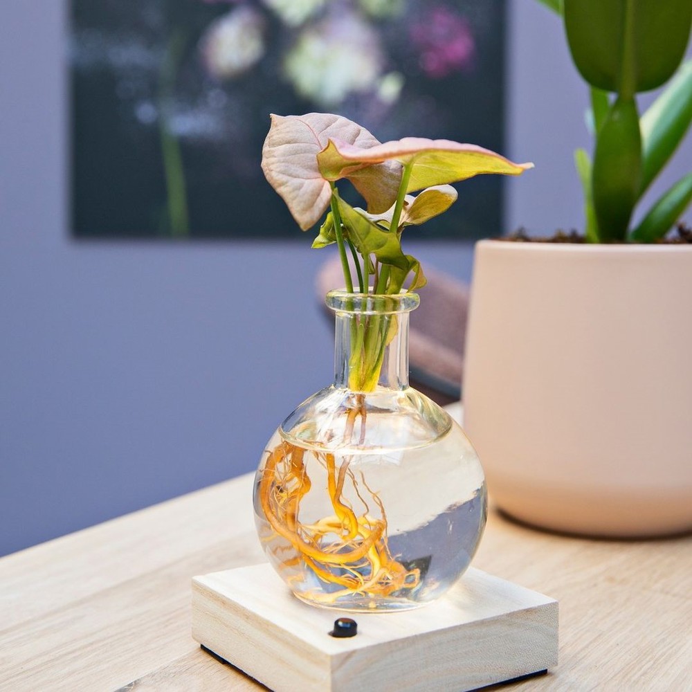 Hydroponic plants - Light plant in giftbox - bedrukt of onbedrukt verkrijgbaar