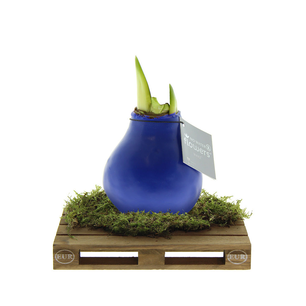No Water Flowers® - Waxz® on pallet - met logo of onbedrukt bestellen - blauw