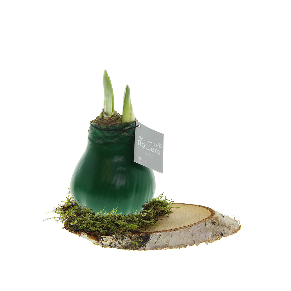No Water Flowers® - Waxz® on wood - voor bedrijven en relatiegeschenken - donkergroen