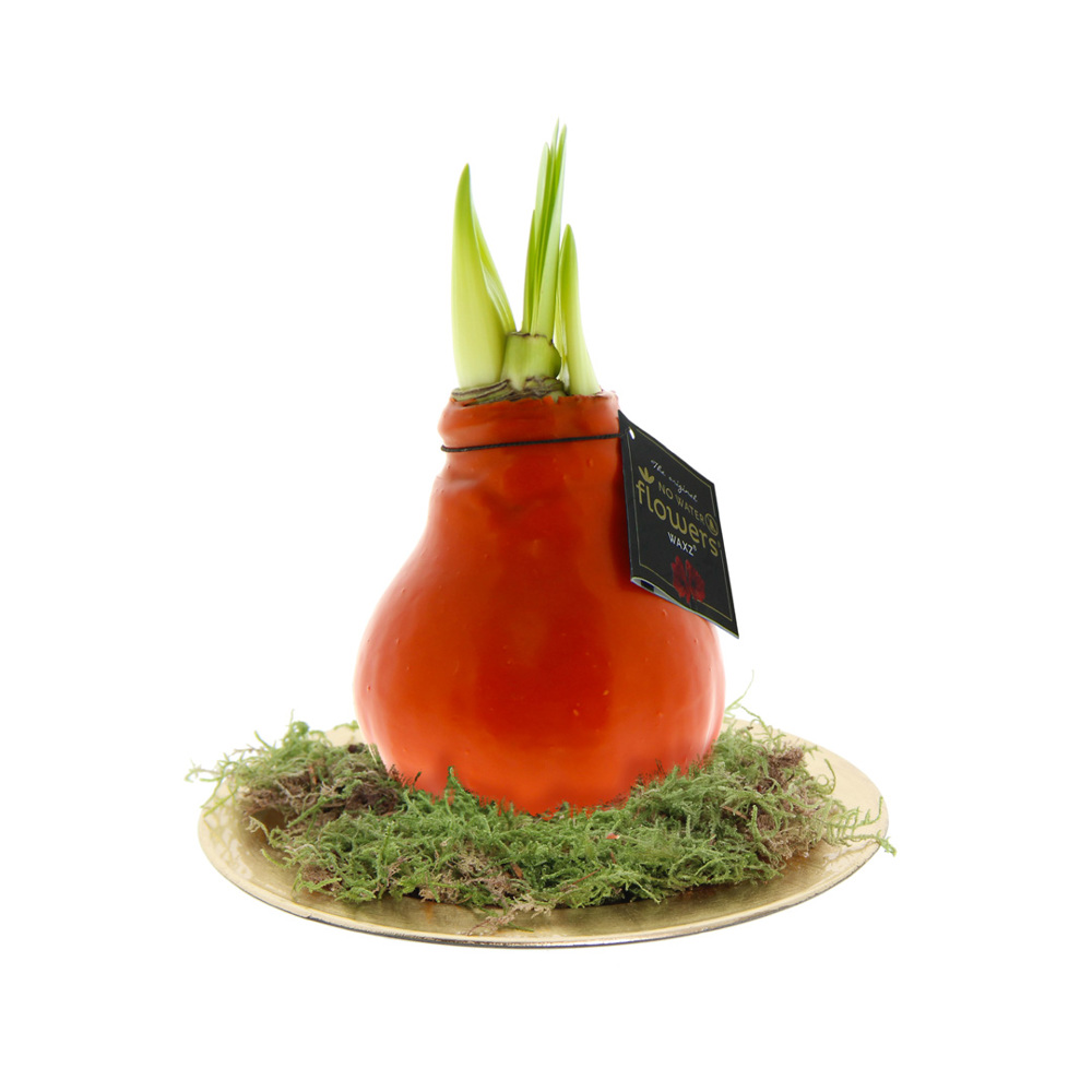 No Water Flowers® - Waxz® on golden dish - met logo of onbedrukt bestellen - oranje