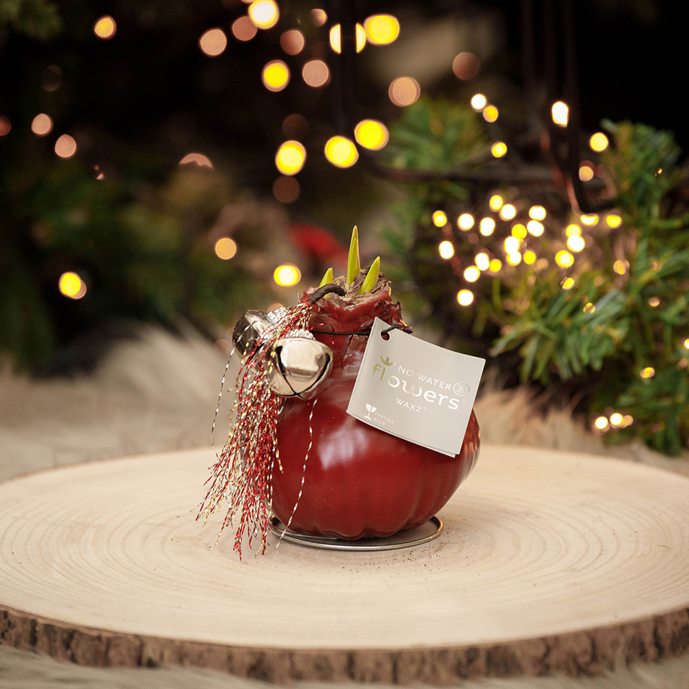 No Water Flowers® - Jingle Bellz, In luxury box, Bordeaux