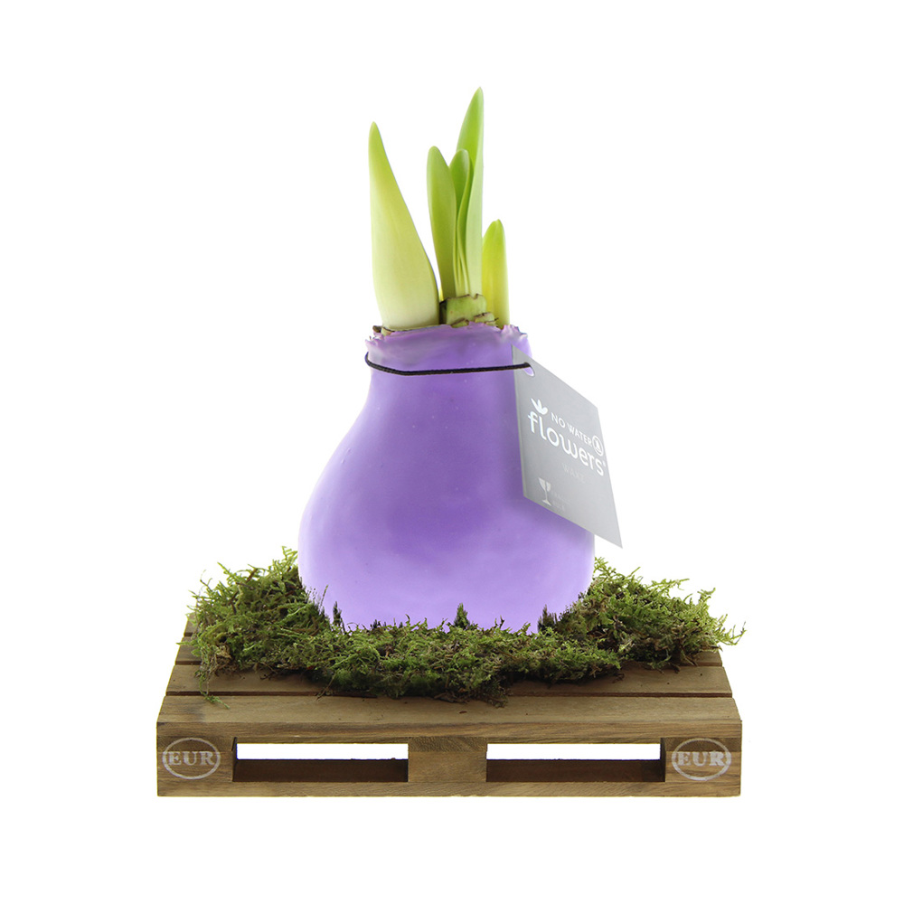 No Water Flowers® - Waxz® on pallet - met logo of onbedrukt bestellen - Pastel paars