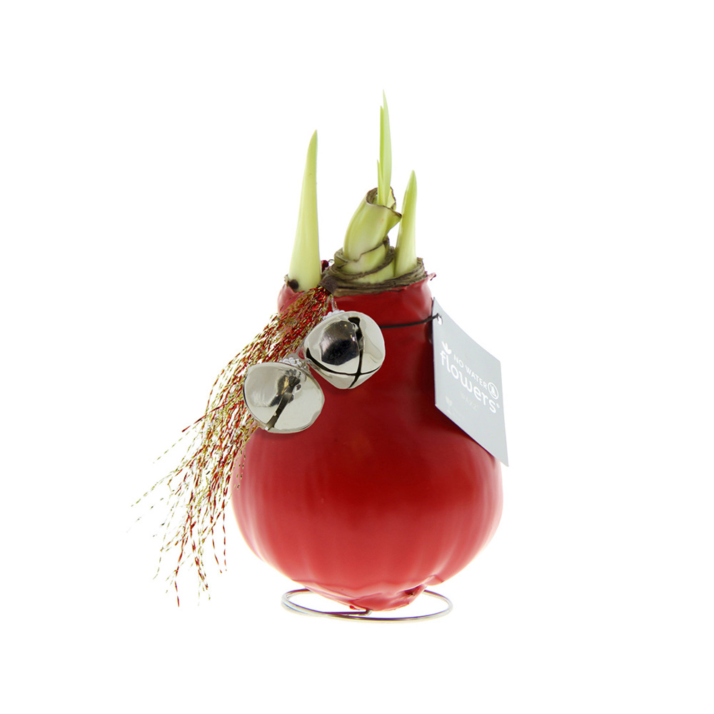 No Water Flowers® - Jingle Bellz - voor bedrijven en relatiegeschenken - rood